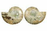 Cut & Polished Ammonite Fossil - Madagascar #364799-1